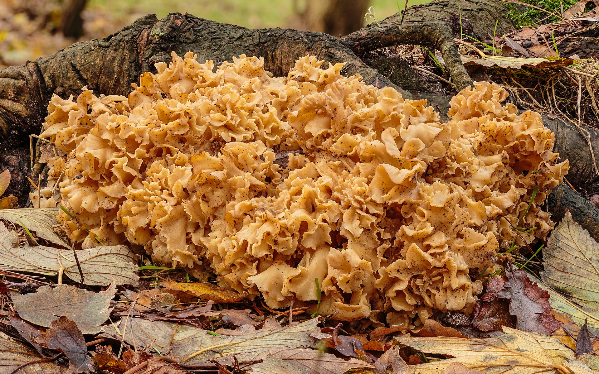 Cauliflower Mushroom (Sparassis crispa)