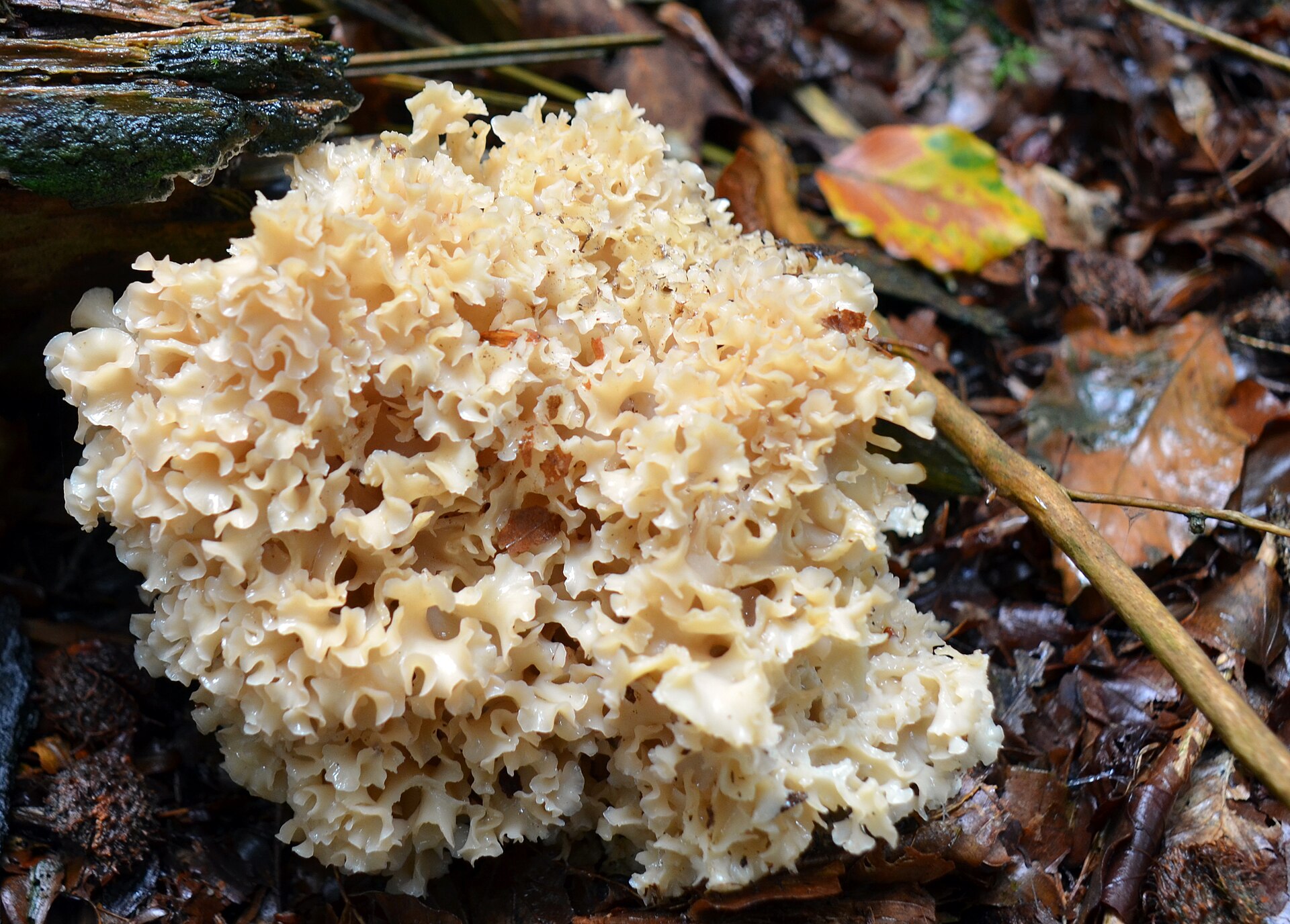 Young Cauliflower Mushroom specimen