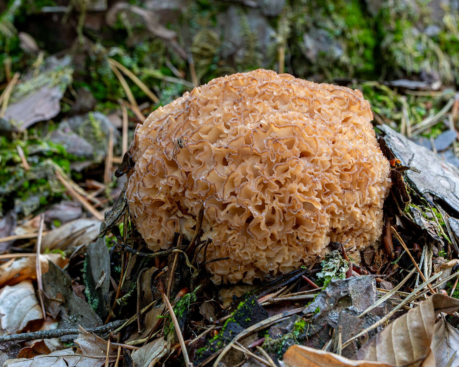 Cauliflower Mushroom (Sparassis crispa) wild specimen