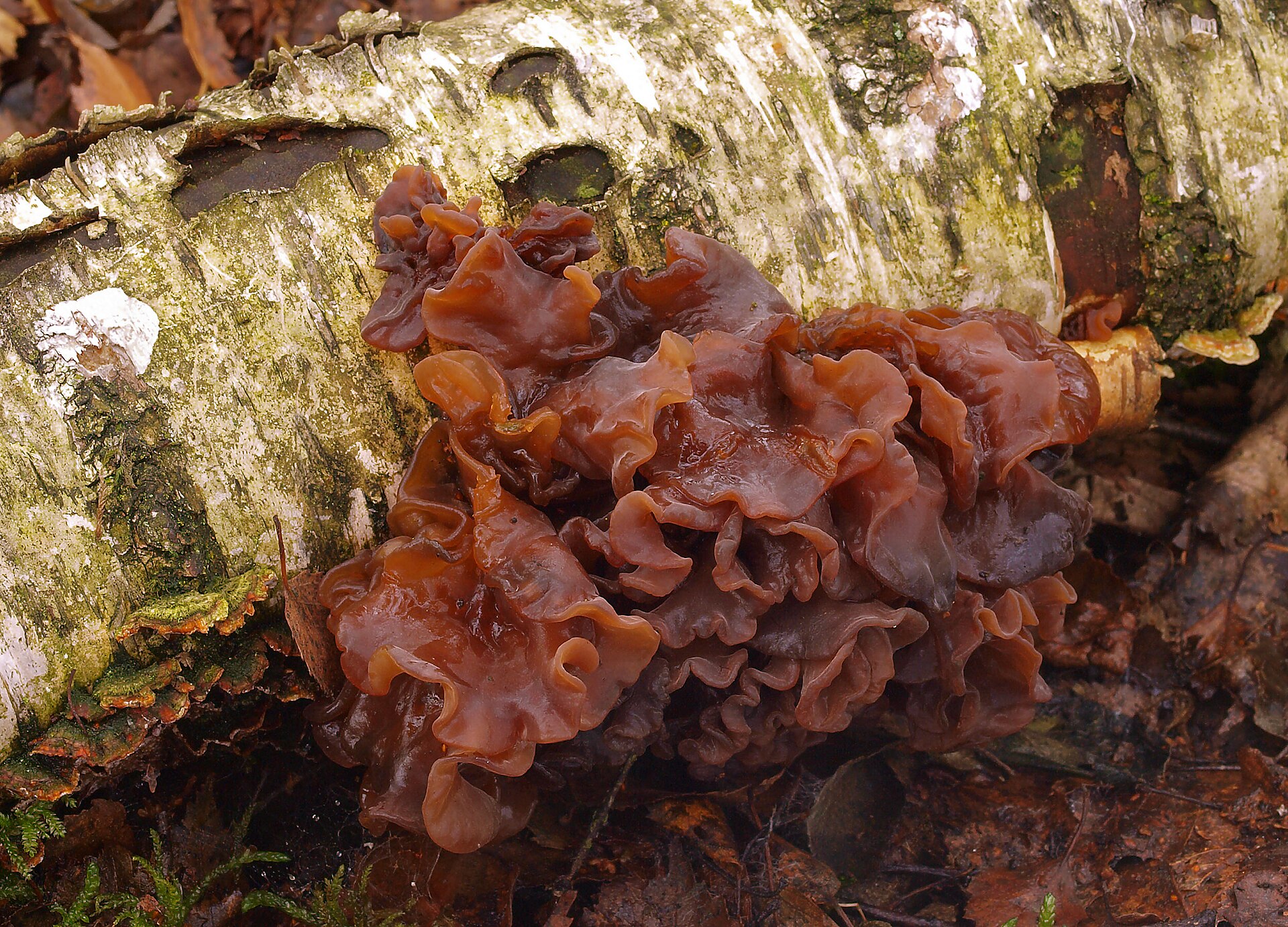 Hairy Curtain Crust (Stereum hirsutum) wild specimen