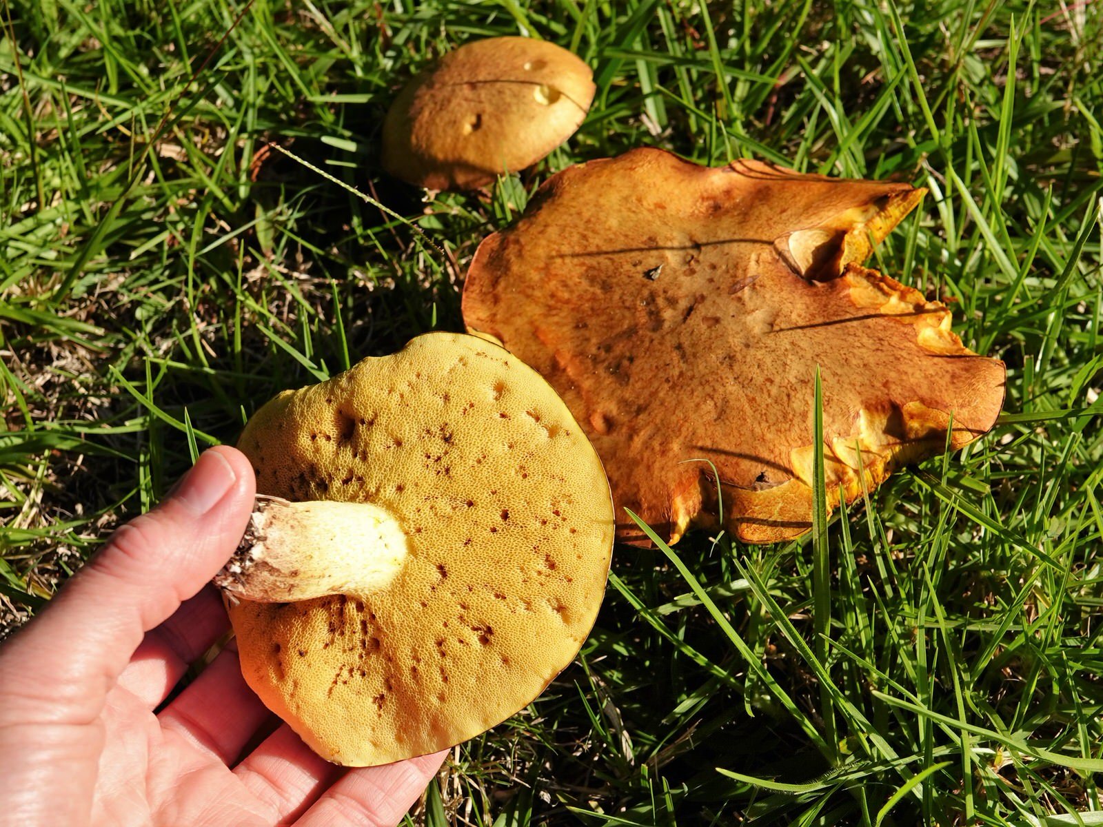 Weeping Bolete (Suillus granulatus) wild specimen