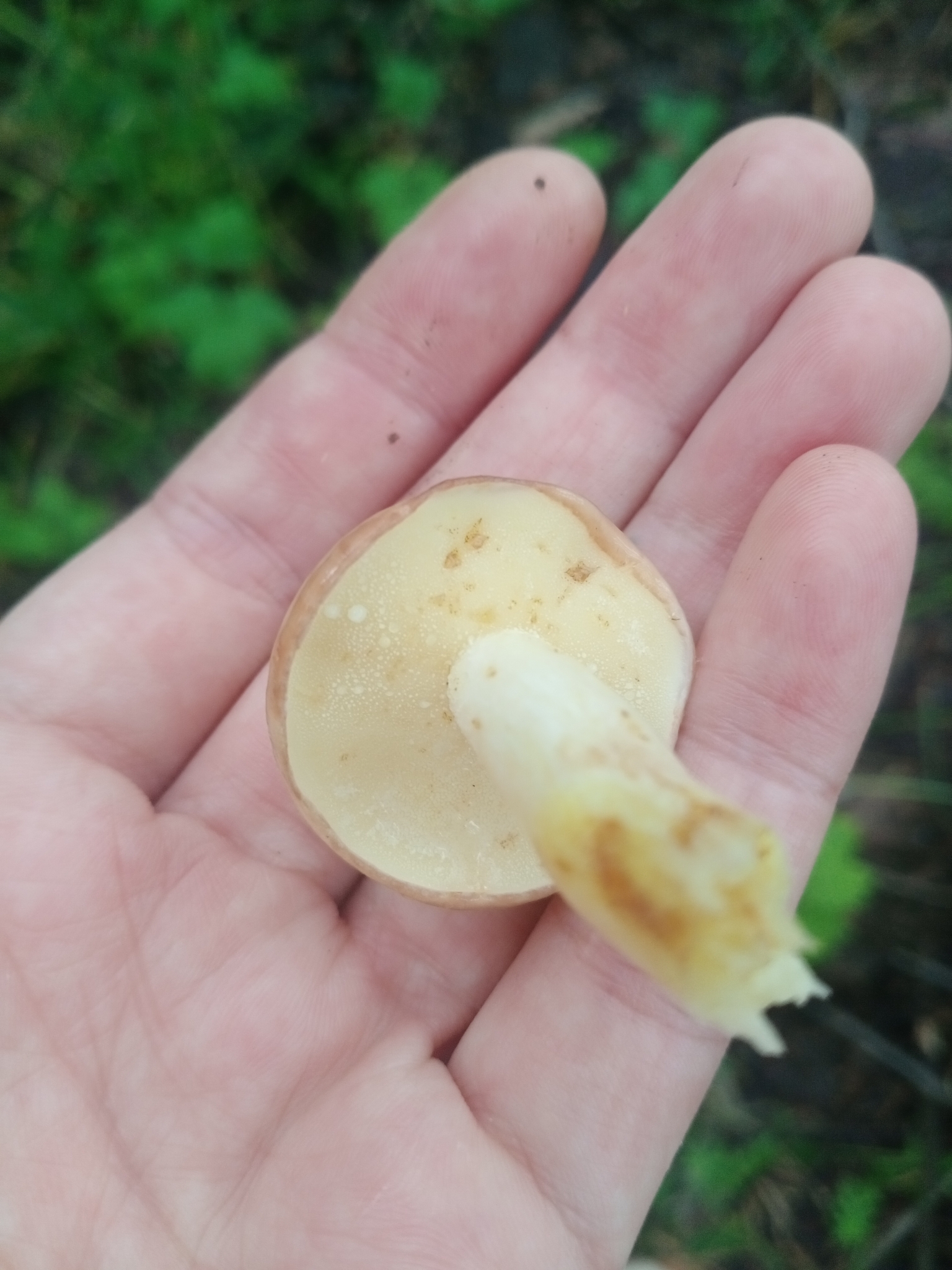 Weeping Bolete (Suillus granulatus) wild specimen