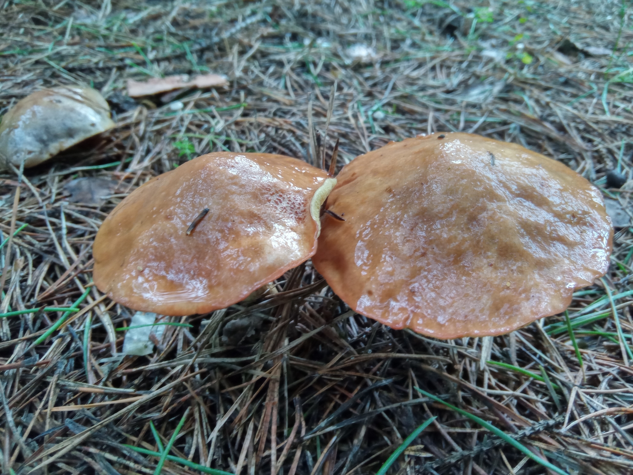 Weeping Bolete (Suillus granulatus) wild specimen