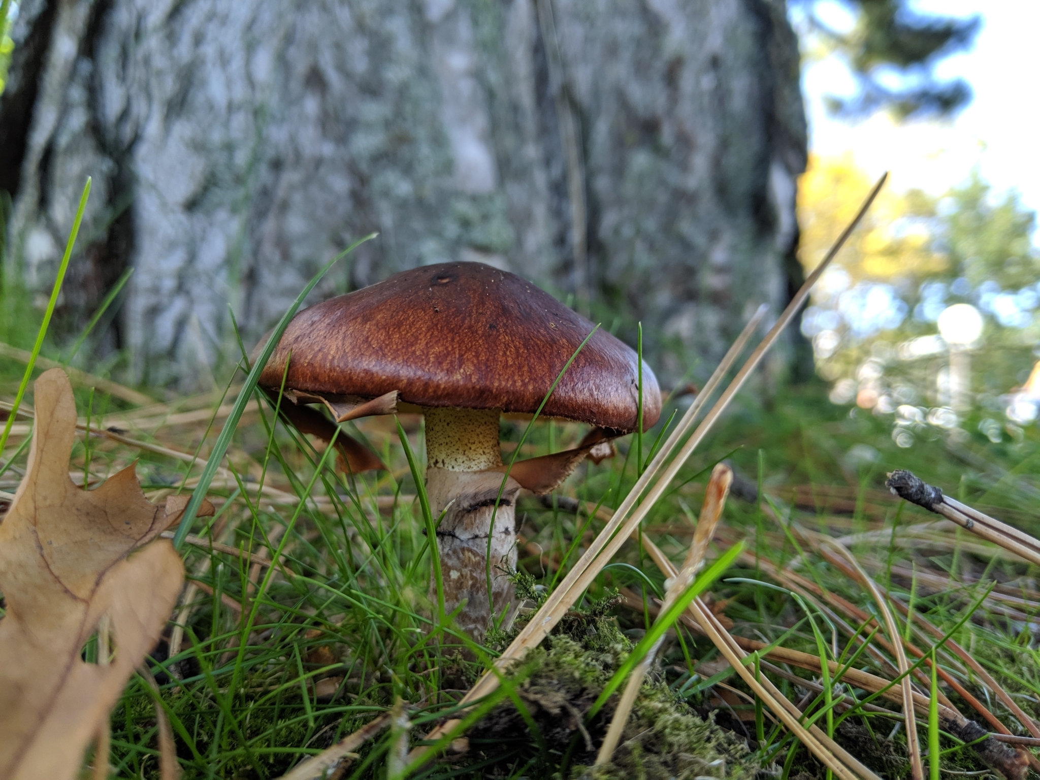 Slippery Jack (Suillus luteus)