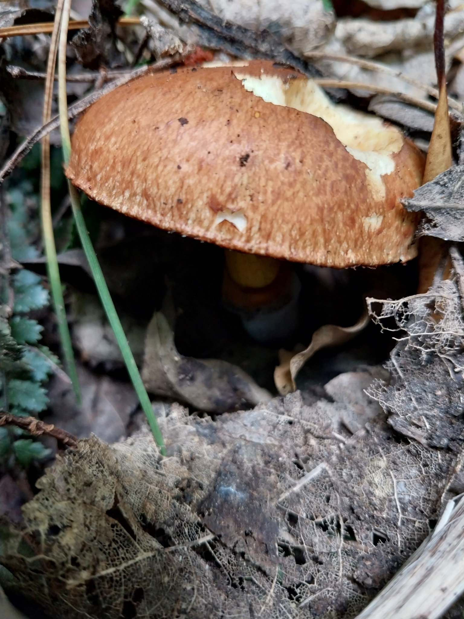 Slippery Jack (Suillus luteus) wild specimen