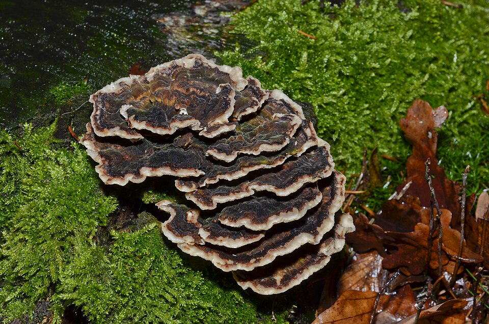 Dense overlapping Turkey Tail brackets on a dead hardwood log