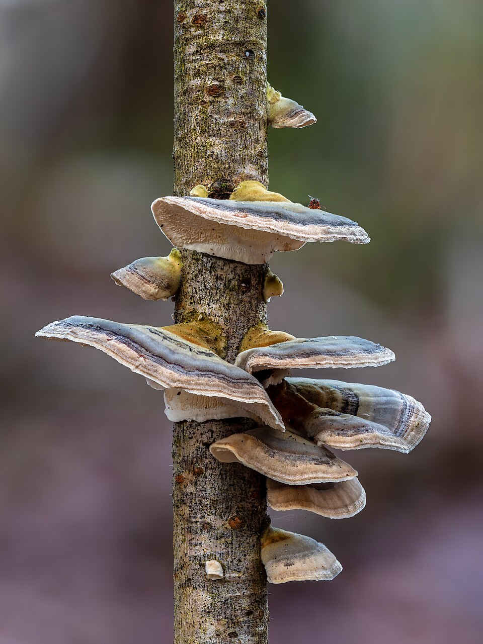 Close-up of Turkey Tail showing velvety texture and color banding