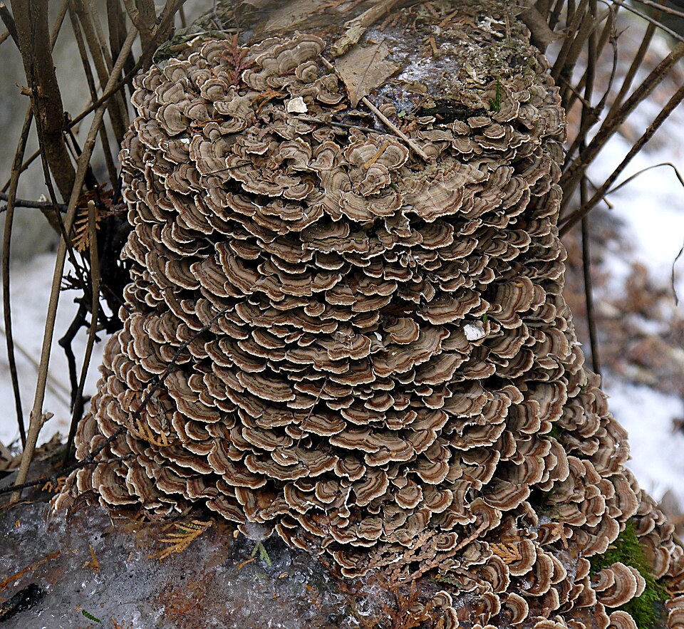 Turkey Tail mushrooms colonizing a tree stump