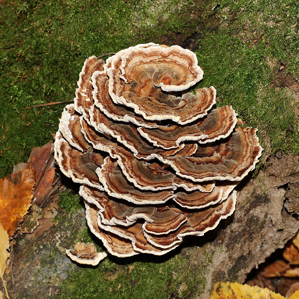 Turkey Tail cap detail
