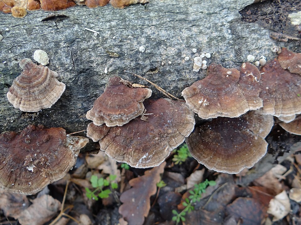 Ochre Bracket (Trametes ochracea)