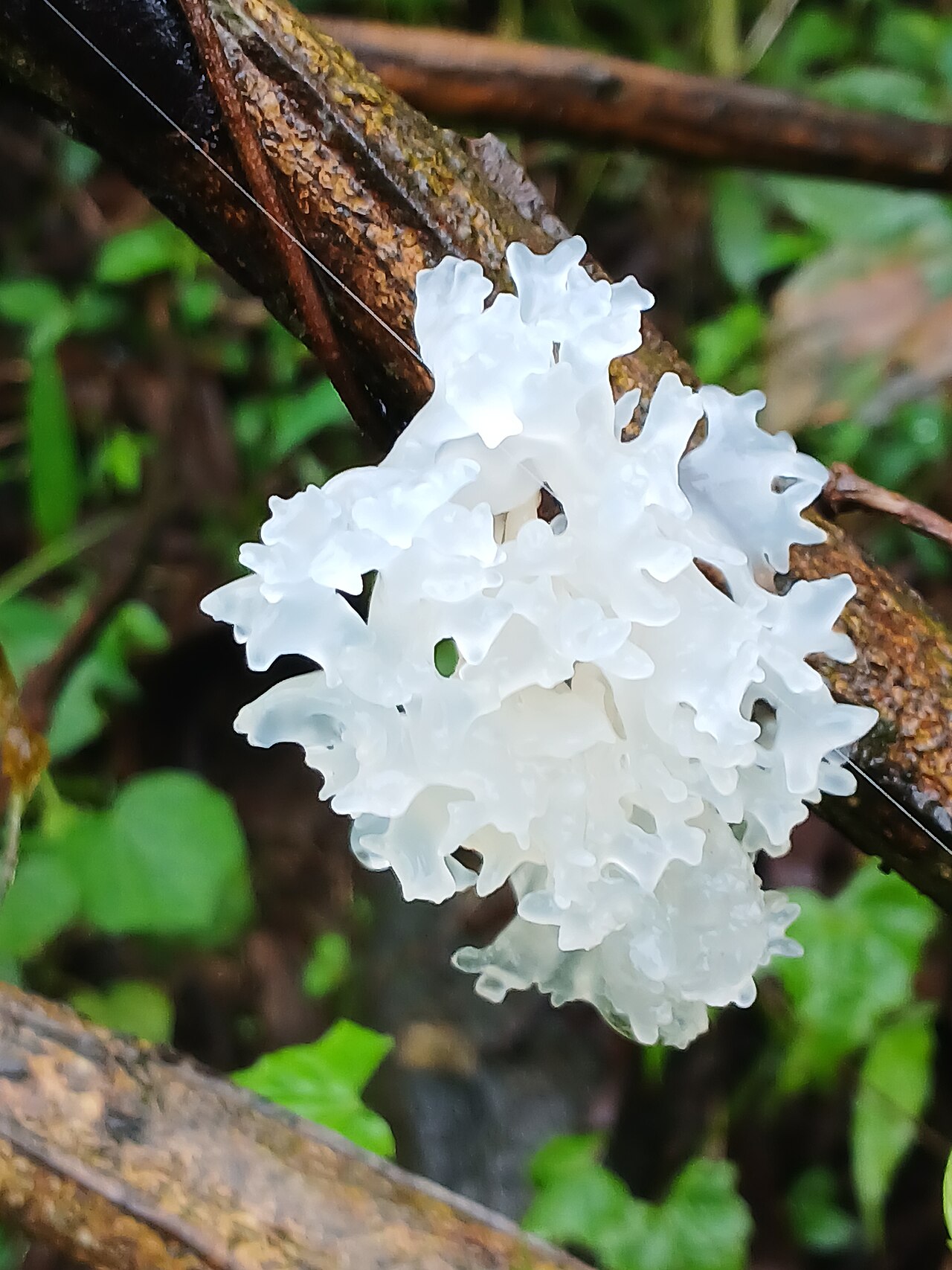 Snow Fungus (Tremella fuciformis)