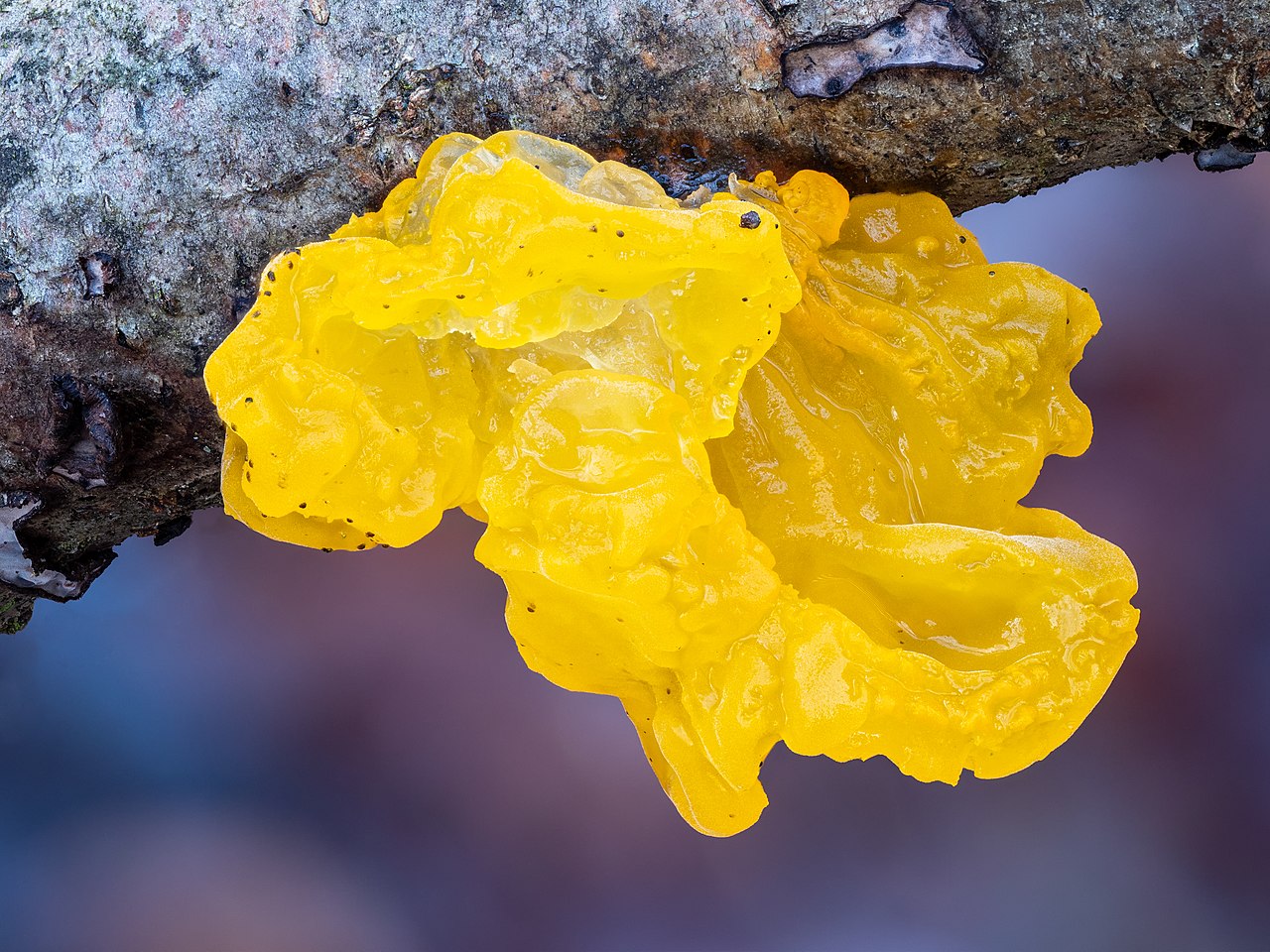 Witch's Butter (Tremella mesenterica)