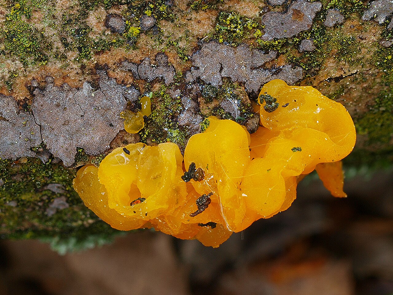 Close-up of golden gelatinous lobes of Tremella mesenterica showing brain-like folds