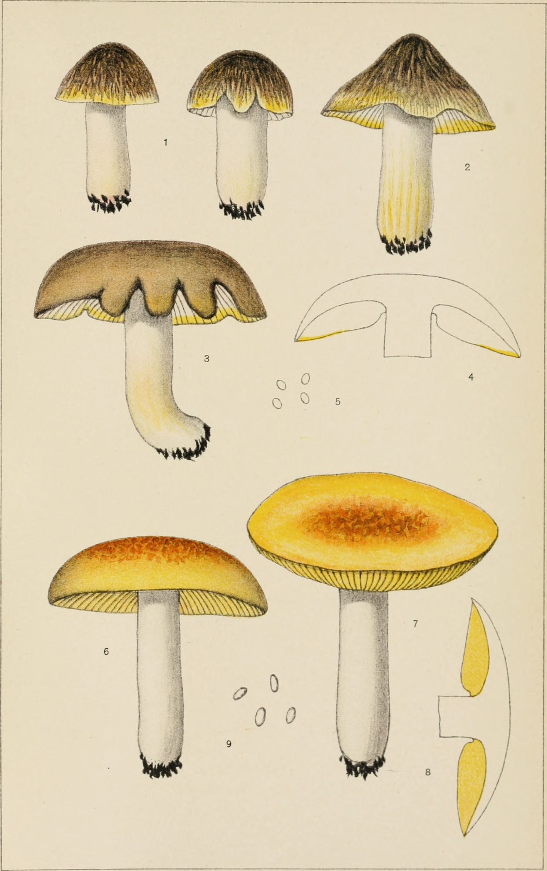 Yellow Knight growing in natural habitat