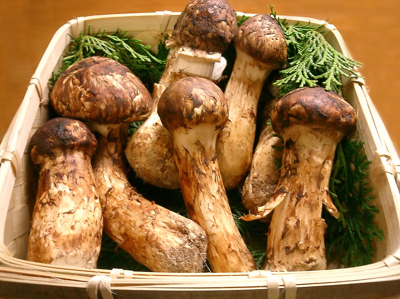 Matsutake (Tricholoma matsutake)