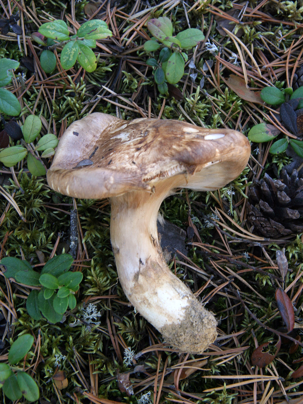Matsutake mushroom growing in natural forest floor habitat among pine needles