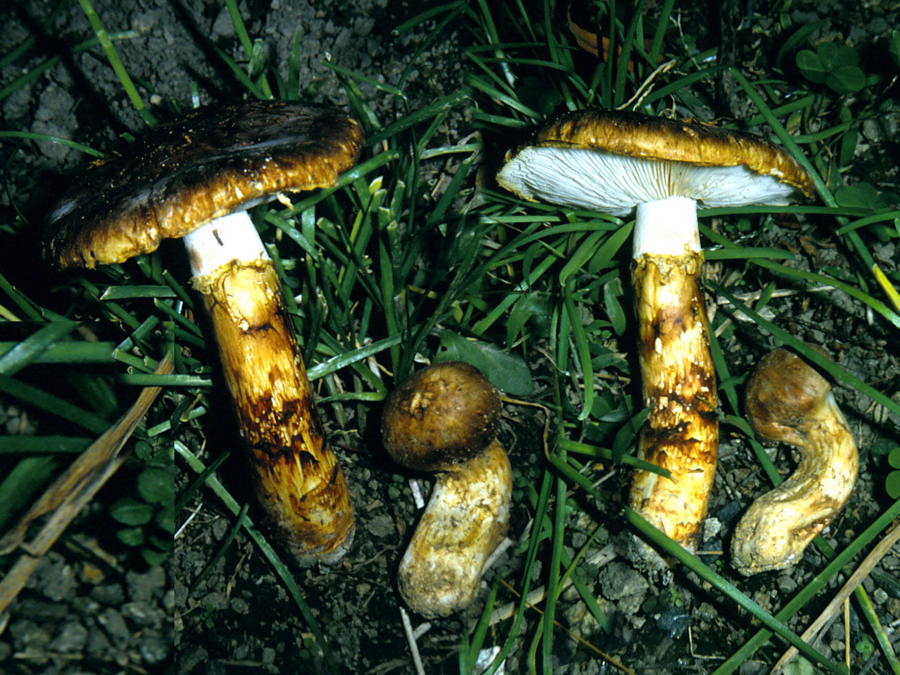 Matsutake specimen collected in Saizaki, Japan in 1988 showing mature brown cap