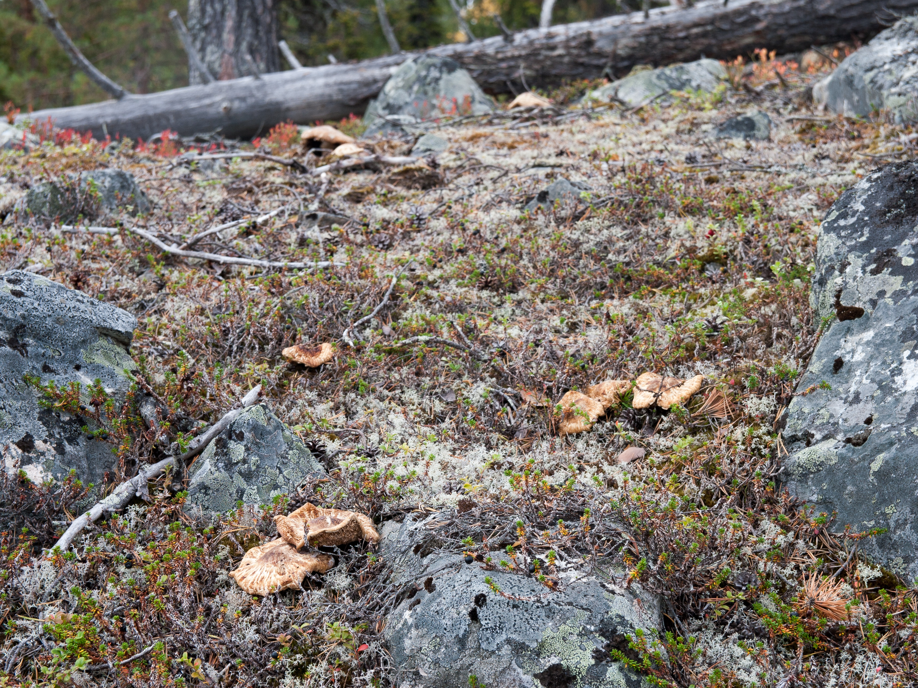 Matsutake cap detail