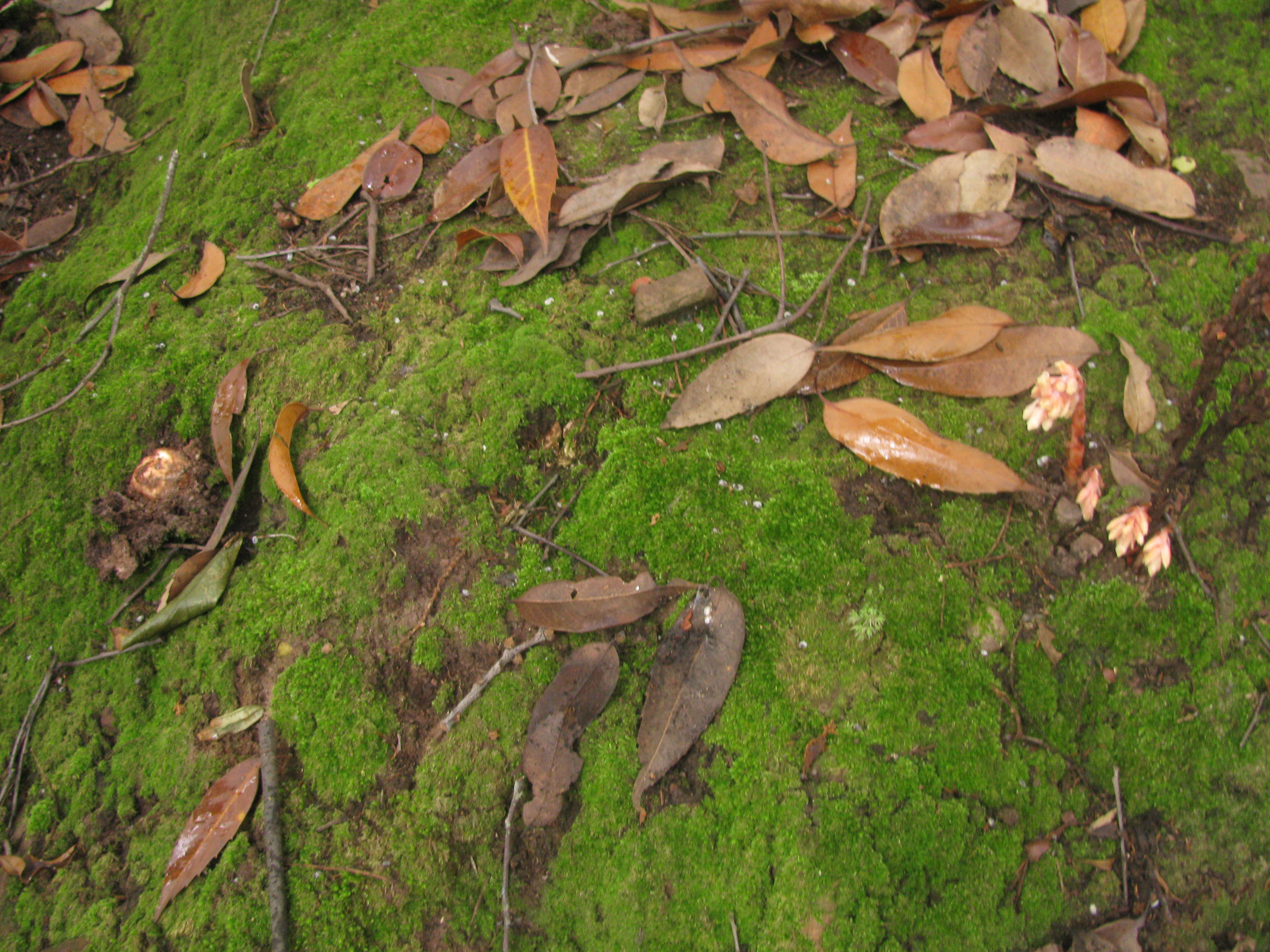 Matsutake gills detail