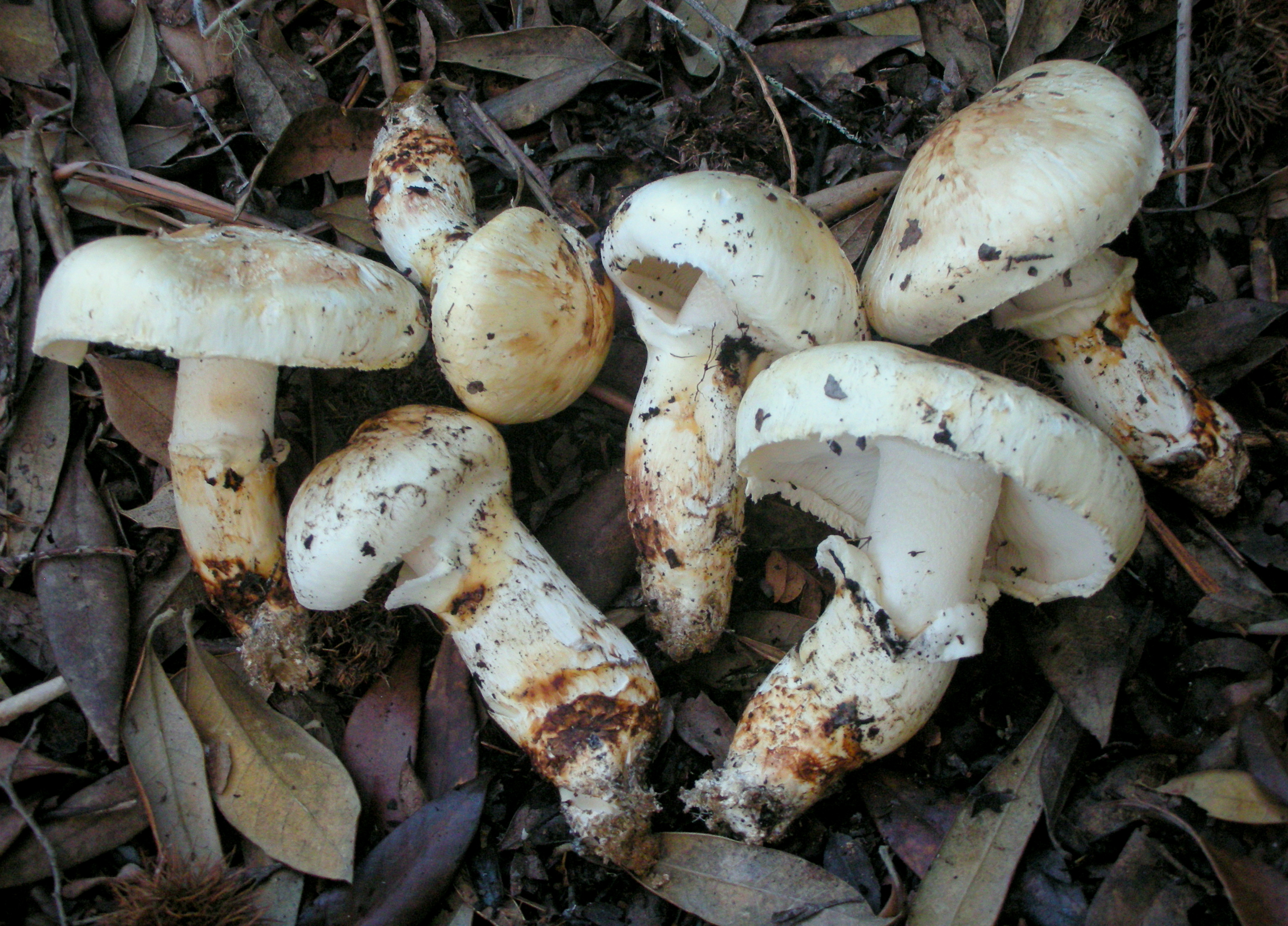 Western Matsutake (Tricholoma murrillianum)