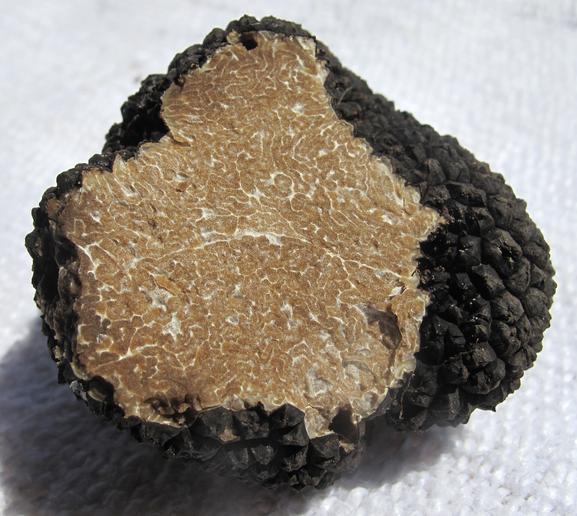 Summer Truffle (Tuber aestivum)
