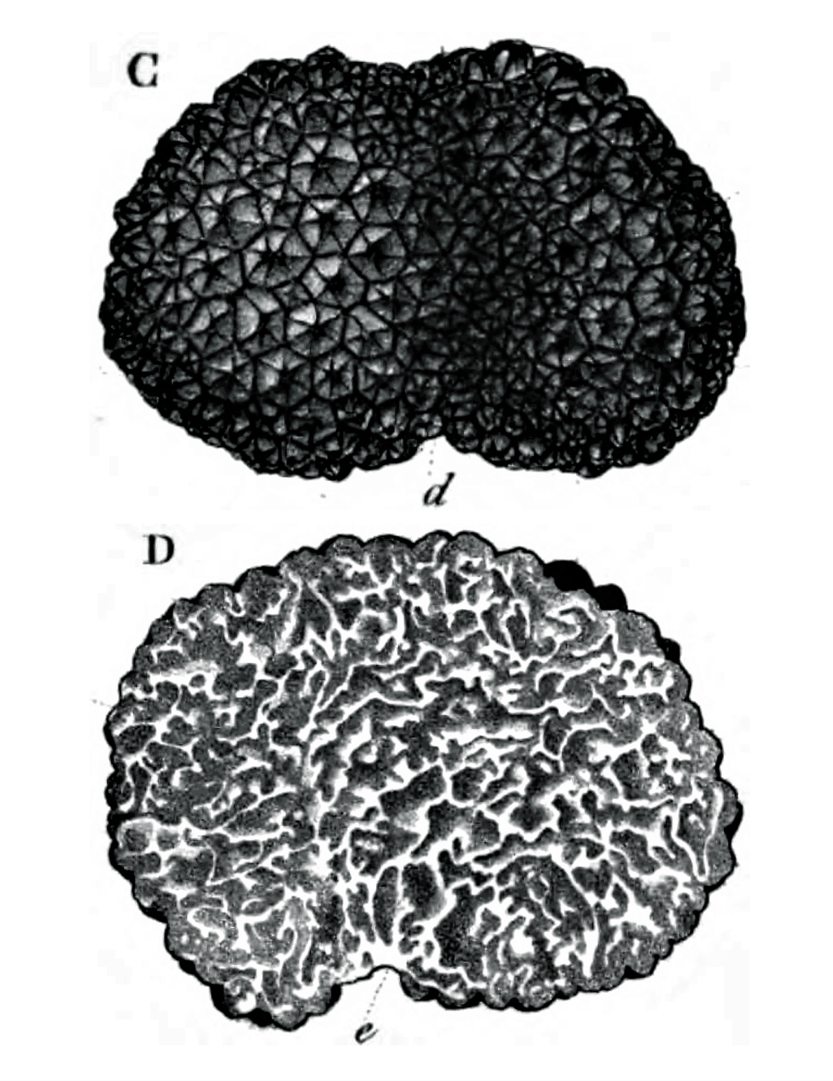 Summer Truffle (Tuber aestivum) wild specimen