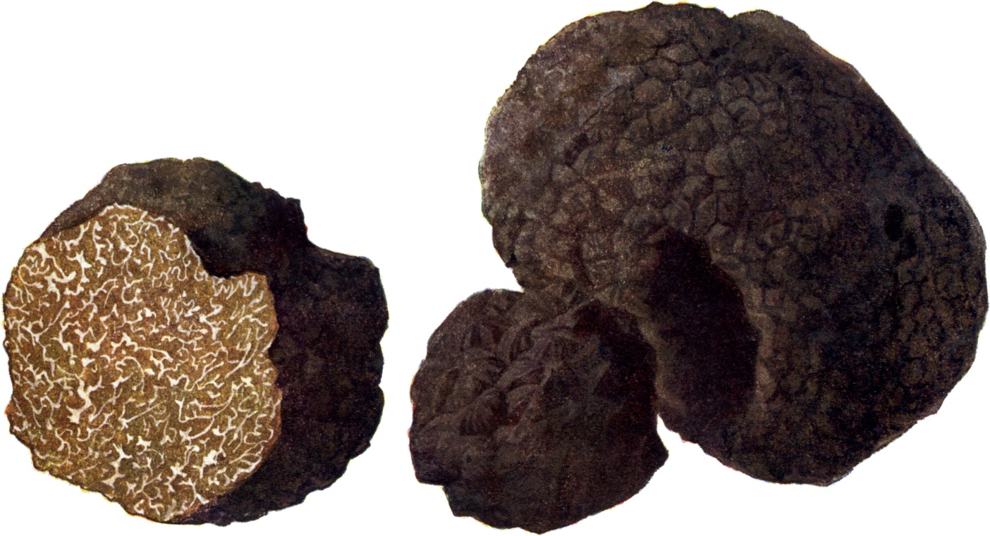 Summer Truffle (Tuber aestivum) wild specimen