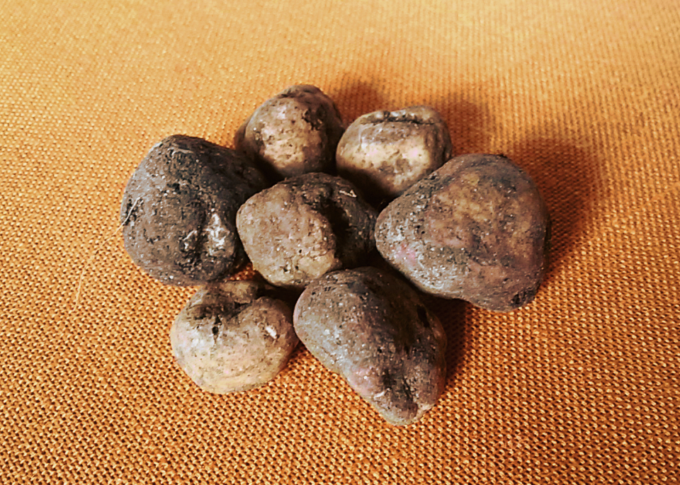 Bianchetto Truffle (Tuber borchii)