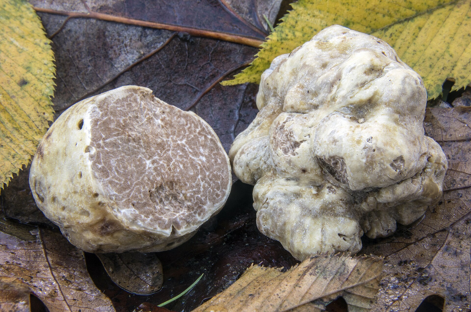 White Truffle (Tuber magnatum) wild specimen