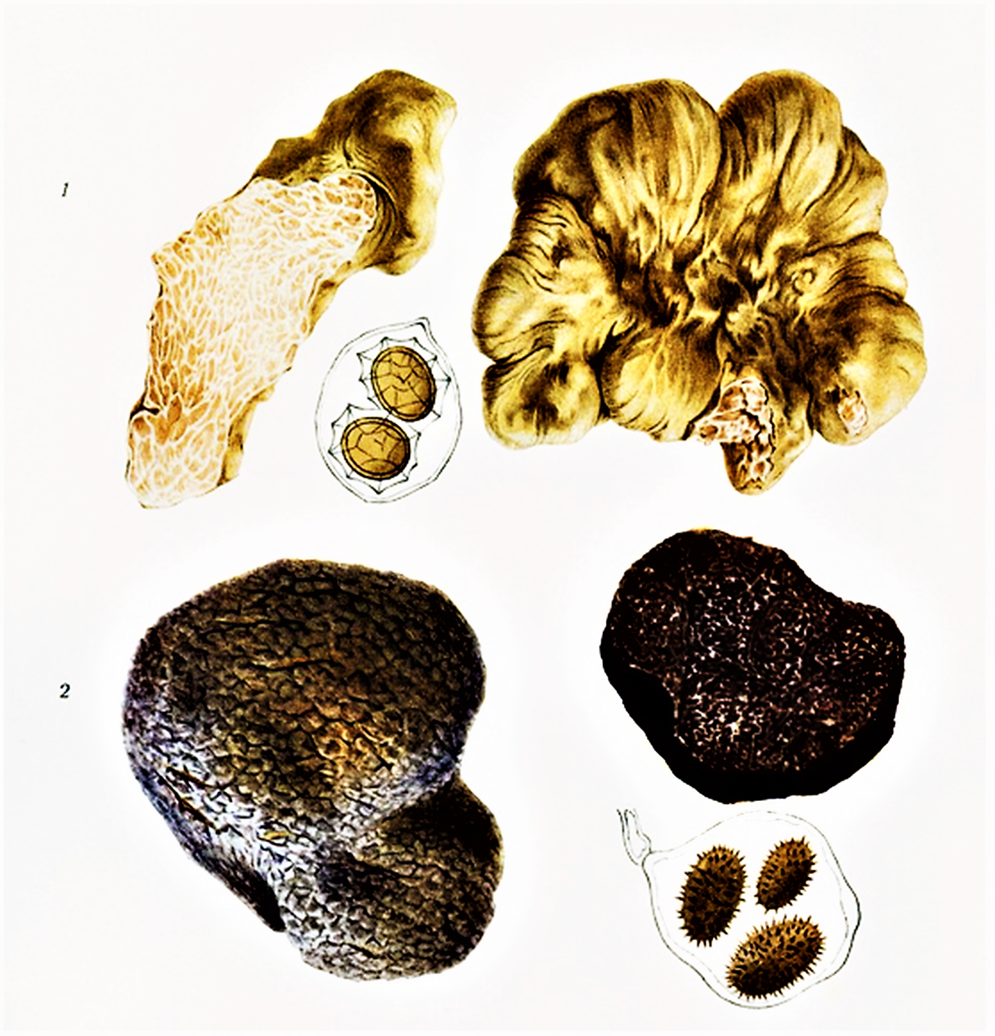 White Truffle (Tuber magnatum) wild specimen
