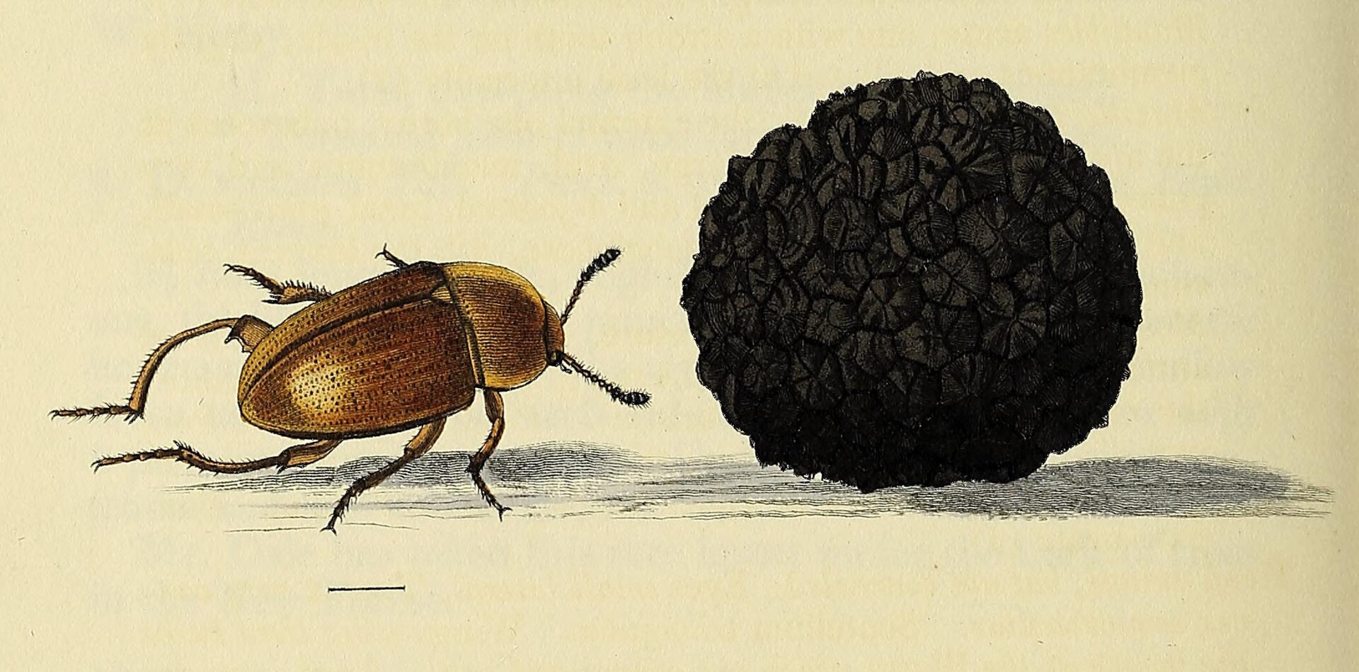 Black Truffle (Tuber melanosporum) wild specimen