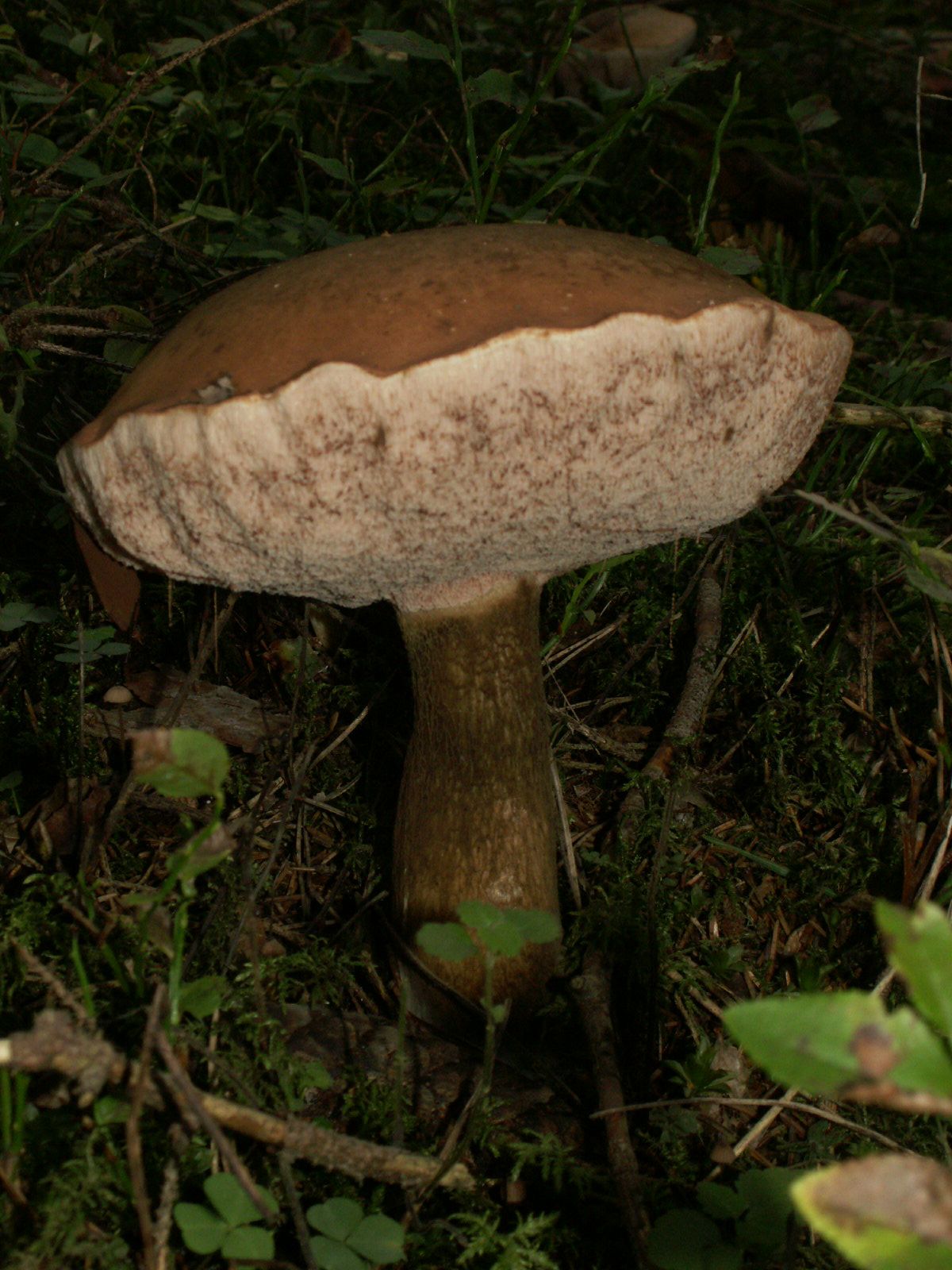 Bitter Bolete growing in forest floor showing habitat context