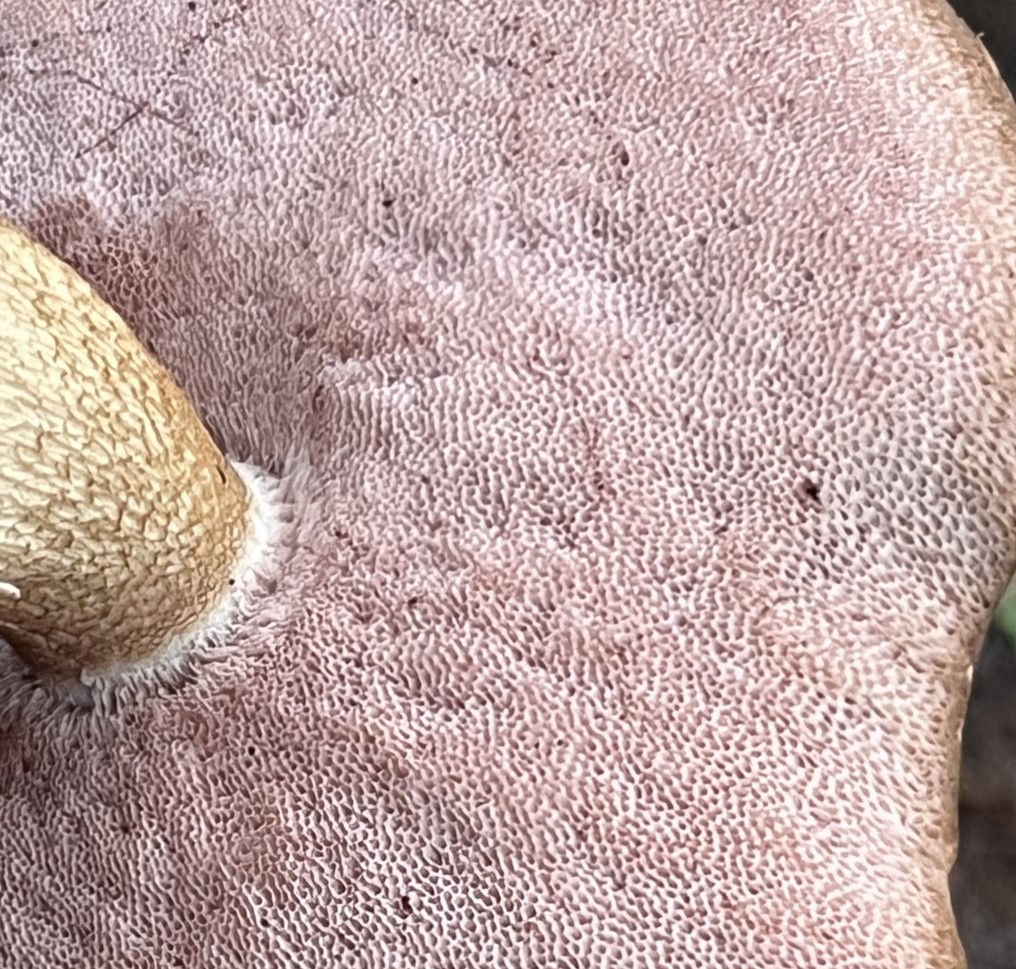 Underside of Bitter Bolete showing distinctive pink pore surface