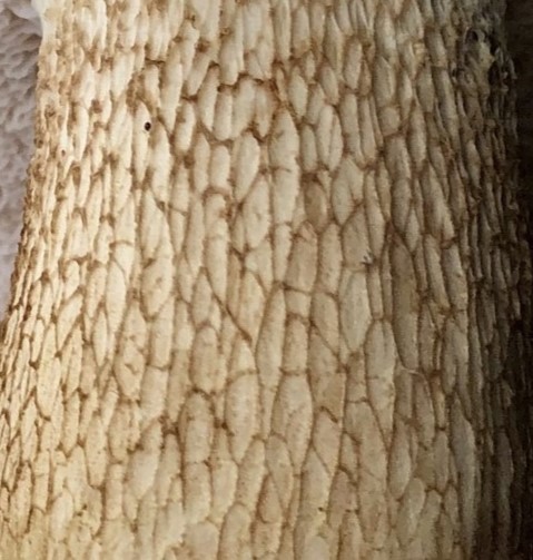 Bitter Bolete stem showing dark brown net reticulation pattern