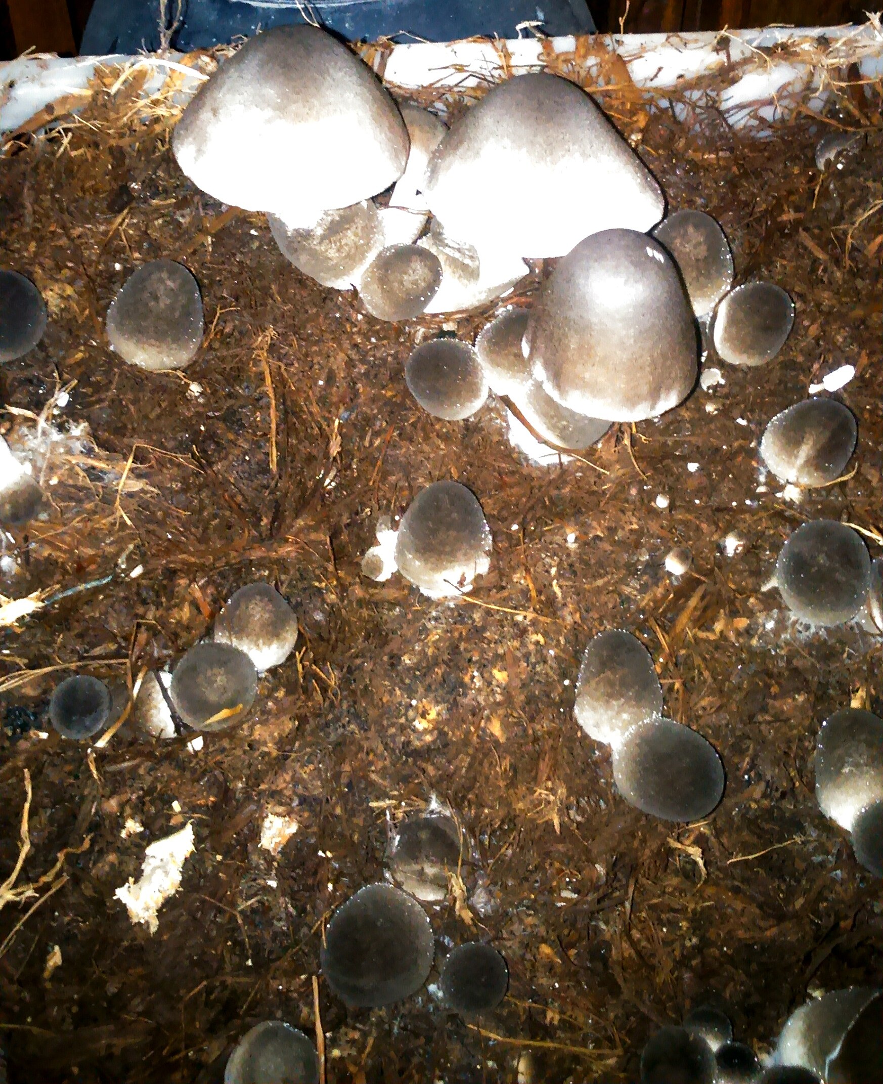 Paddy Straw Mushroom (Volvariella volvacea)