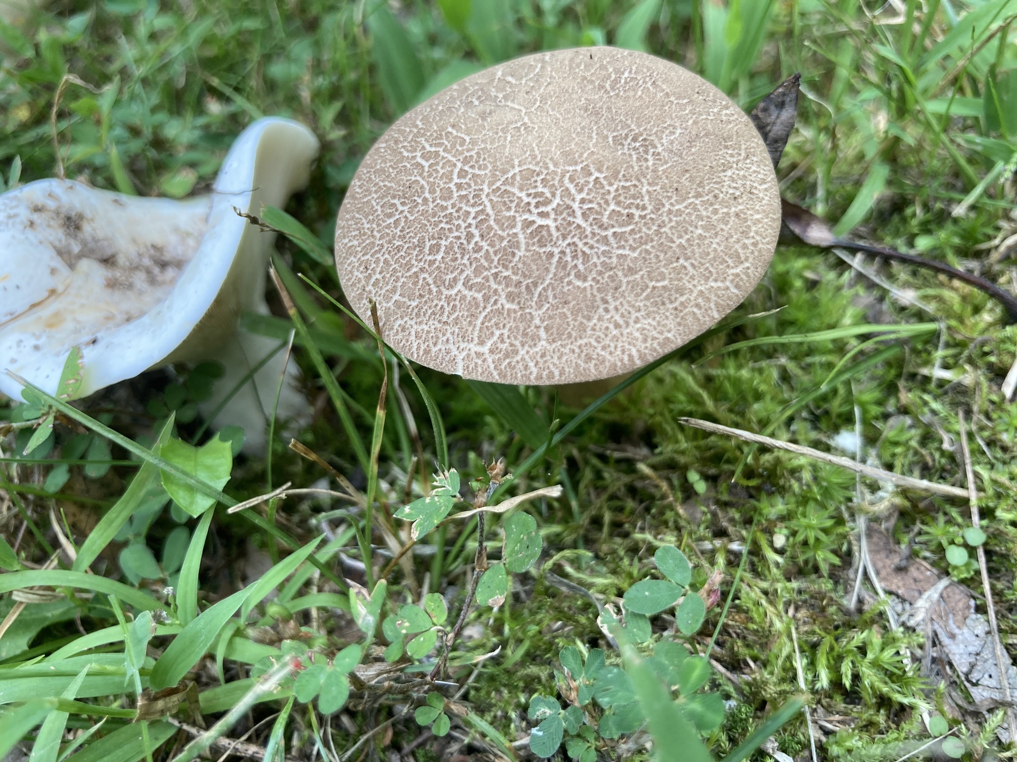 Red-cracking Bolete (Xerocomellus chrysenteron) wild specimen