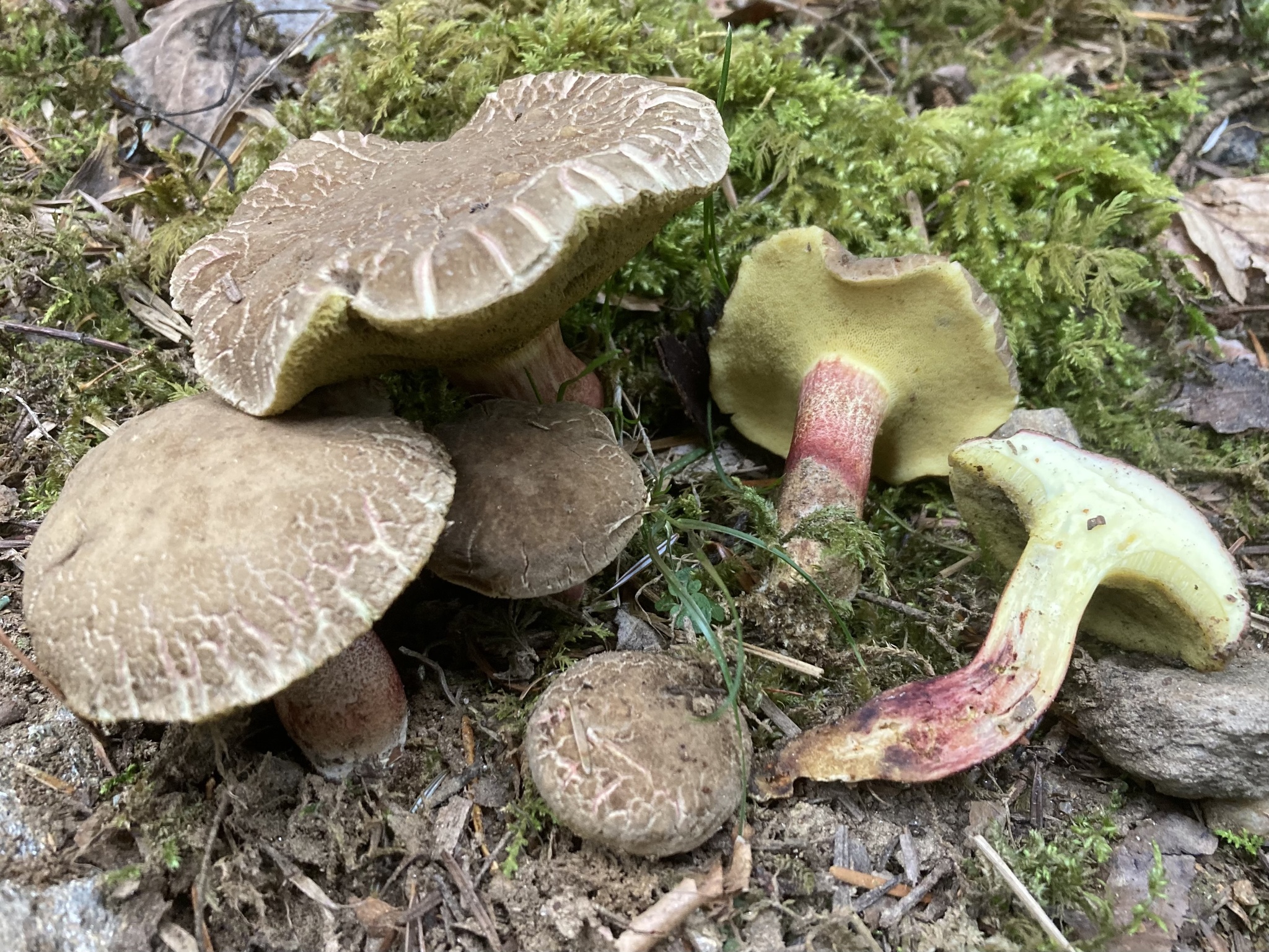 Red-cracking Bolete (Xerocomellus chrysenteron) wild specimen