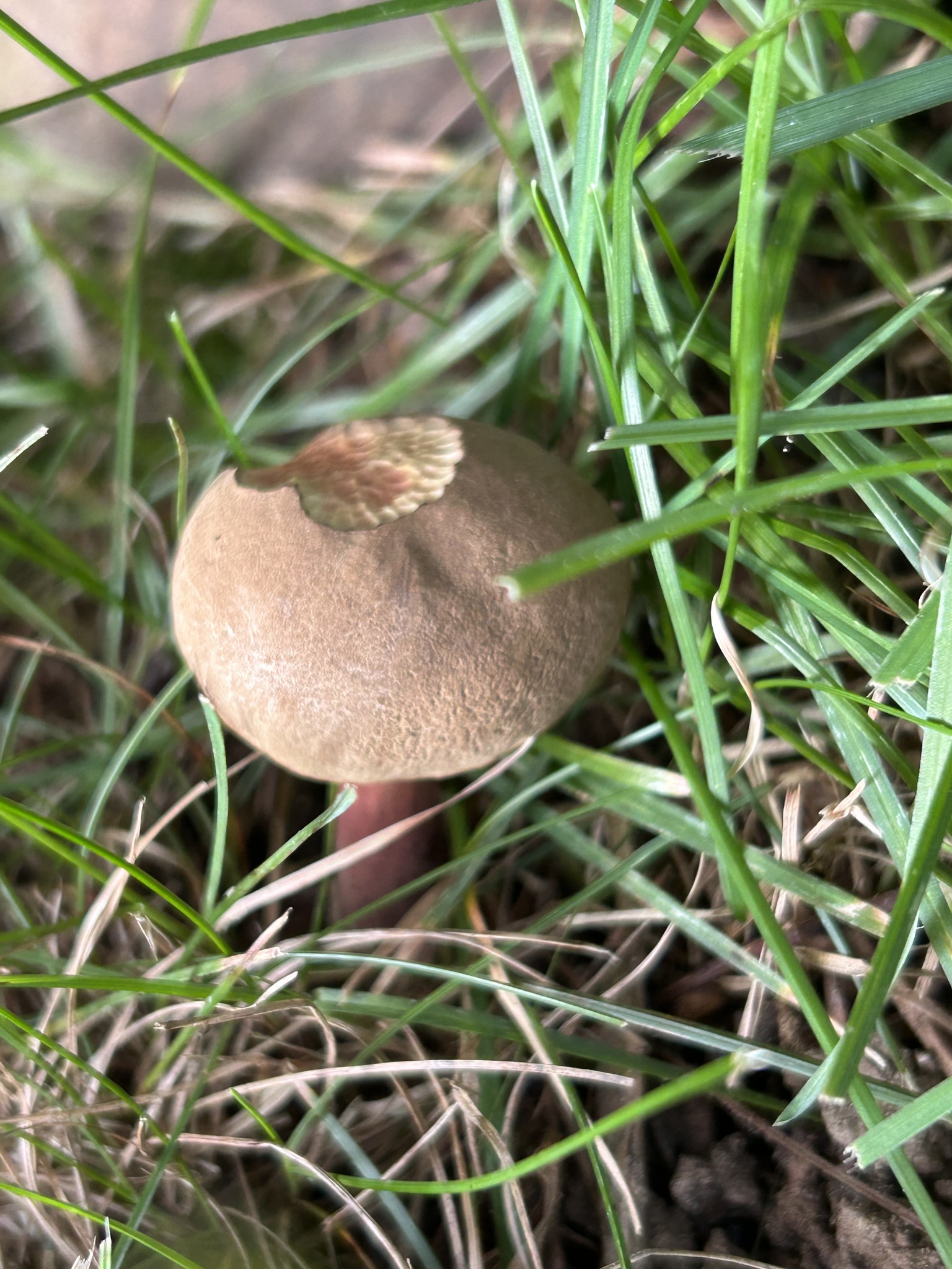 Red-cracking Bolete (Xerocomellus chrysenteron) wild specimen