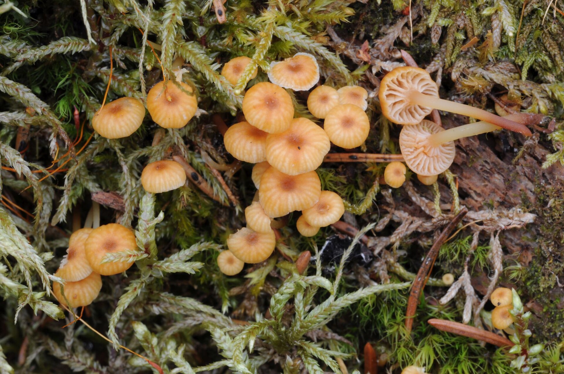 Golden Trumpet stem, ring, and base detail