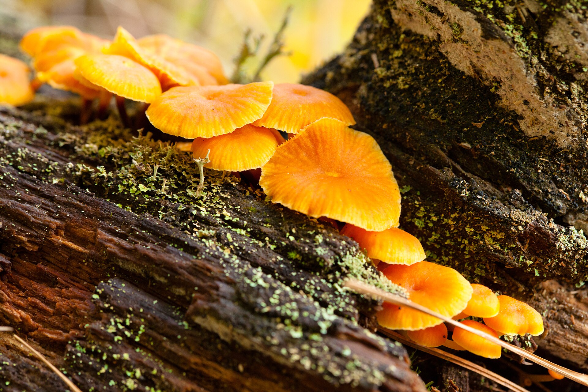 Golden Trumpet (Xeromphalina campanella) wild specimen
