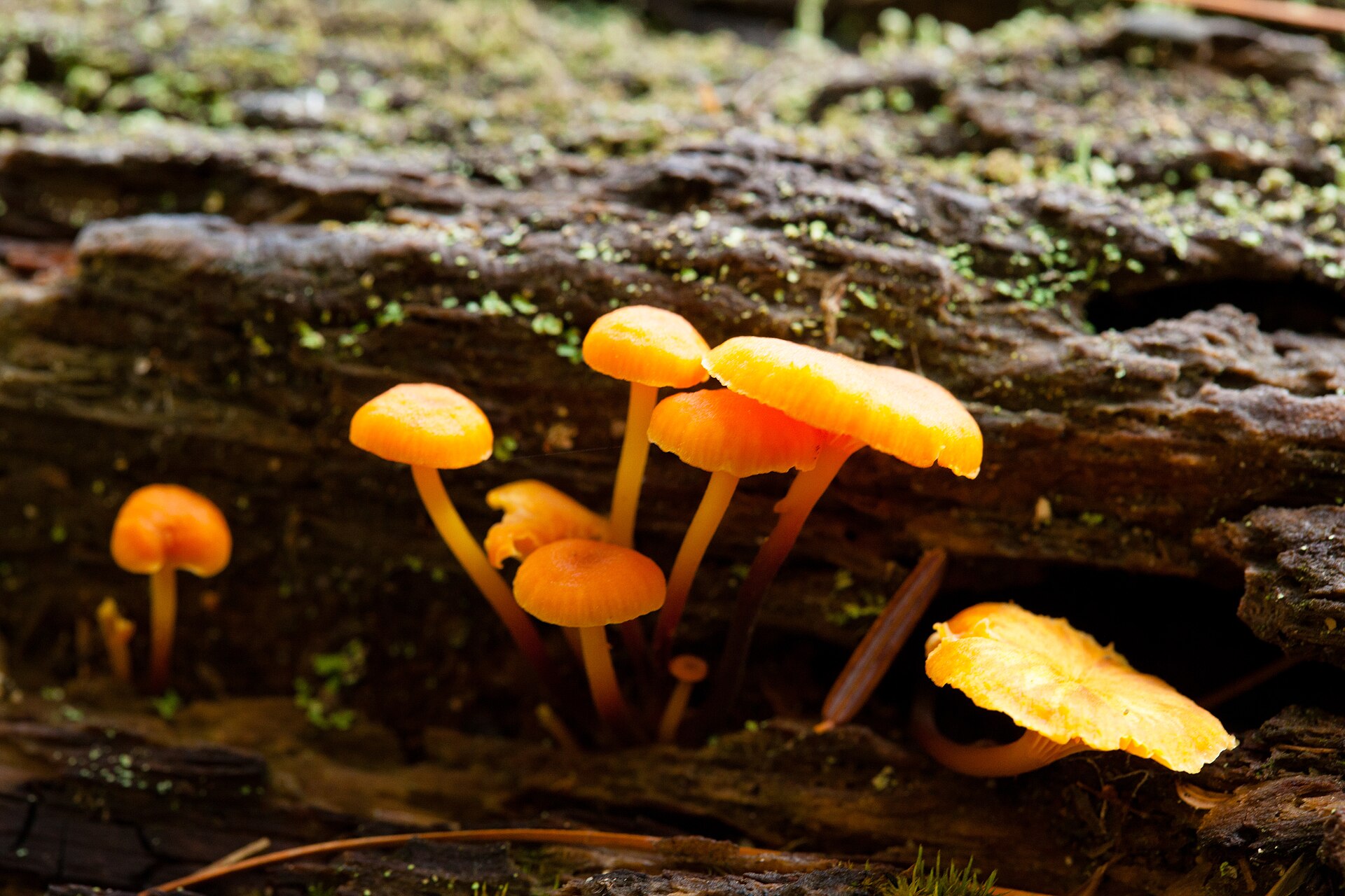 Golden Trumpet (Xeromphalina campanella) wild specimen