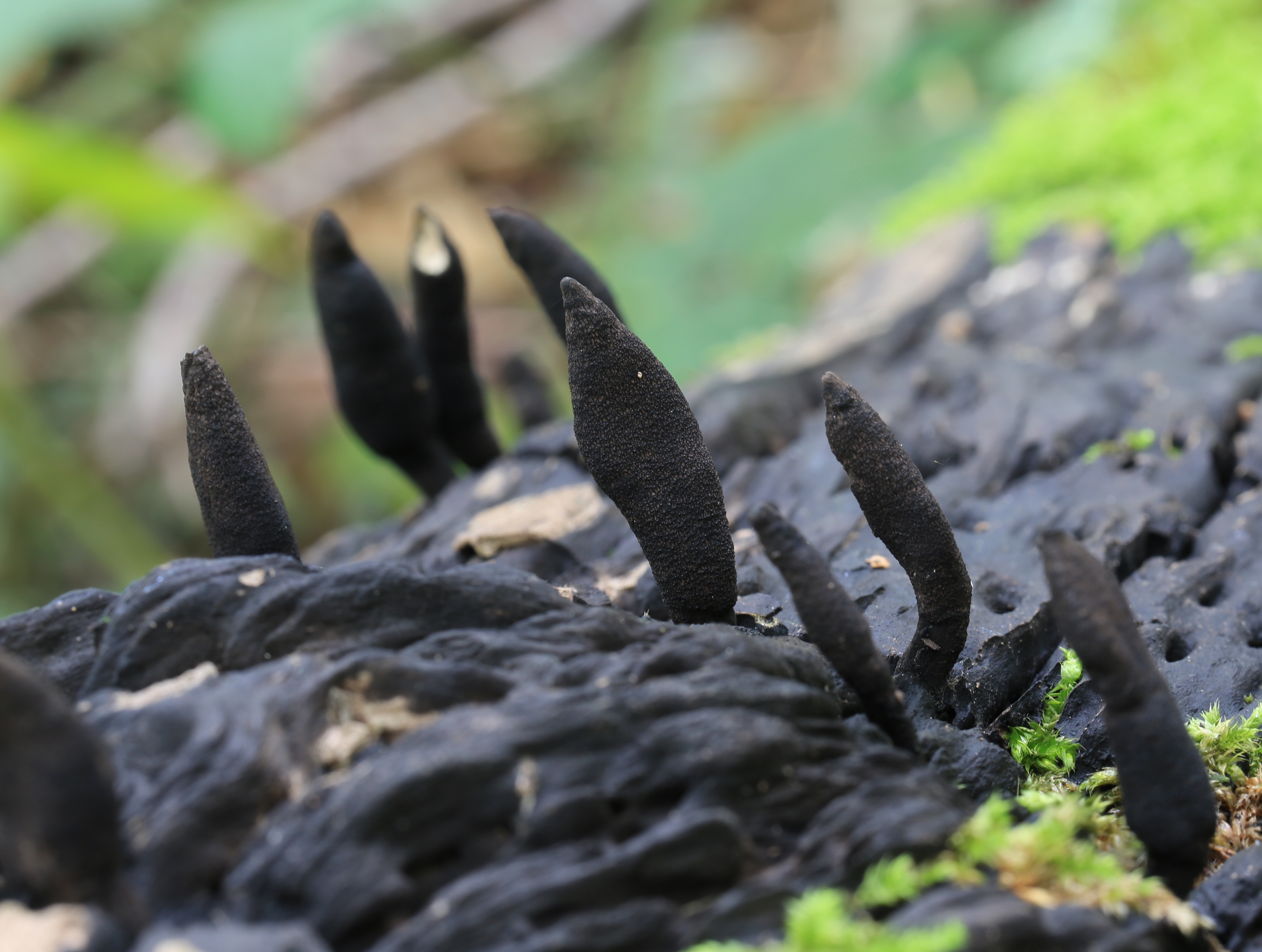 Dead Man's Fingers (Xylaria polymorpha)