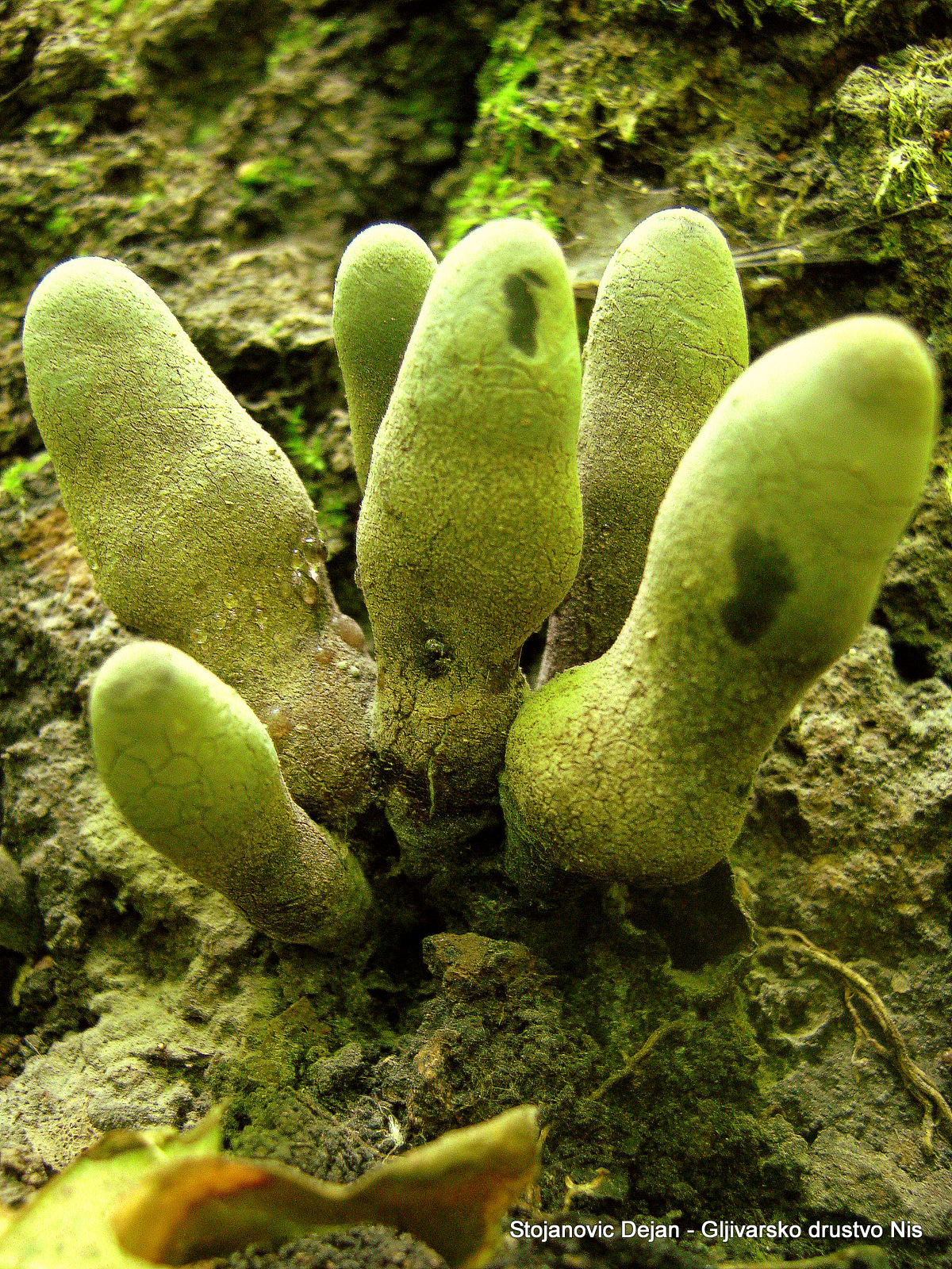Young Xylaria polymorpha specimens in pale green immature stage with powdery conidia coating growing from wood